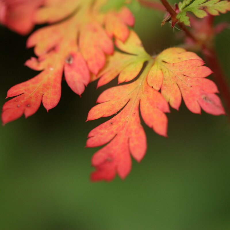 Red and yellow autumn leaves