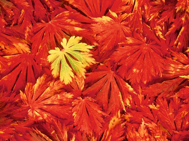 Red and yellow autumn leaves