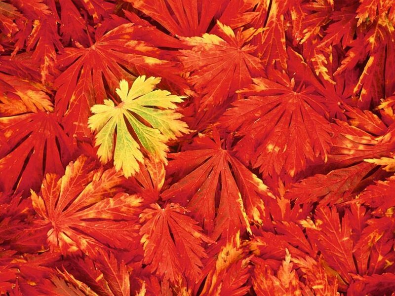 Red and yellow autumn leaves