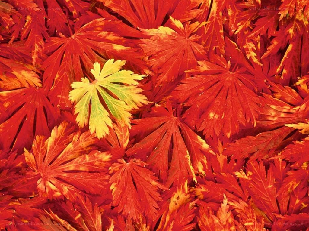 Red and yellow autumn leaves