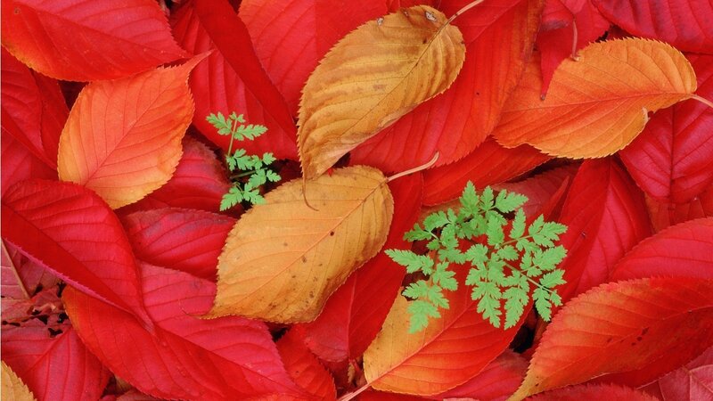 Red and Yellow Autumn Leaves — Calm