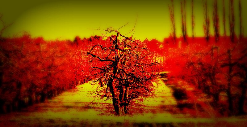 Red and yellow autumn trees