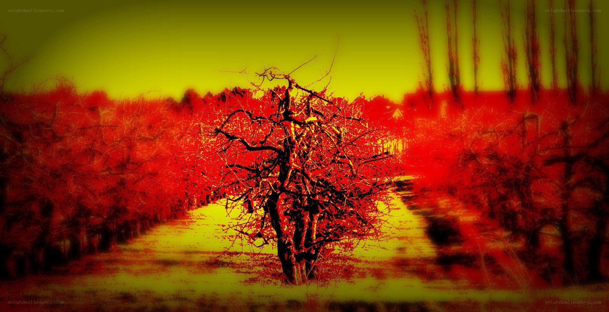 Red and yellow autumn trees