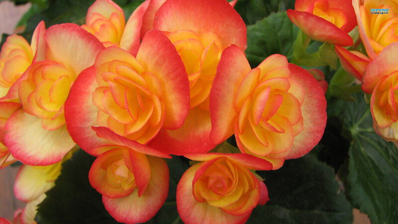 Red and Yellow Begonia Flowers