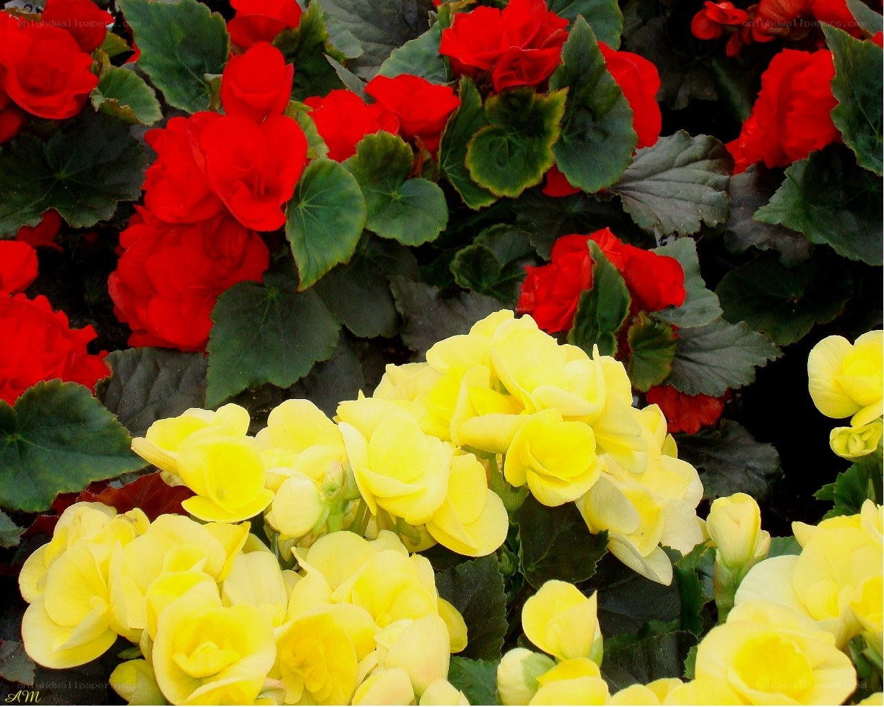 Red and yellow begonias in bloom