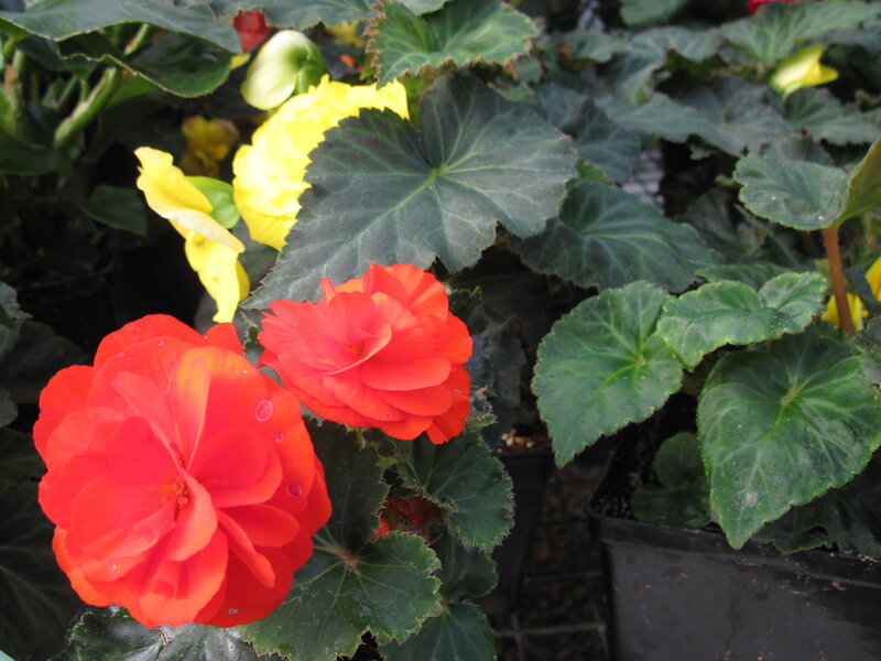 Red and Yellow Begonias