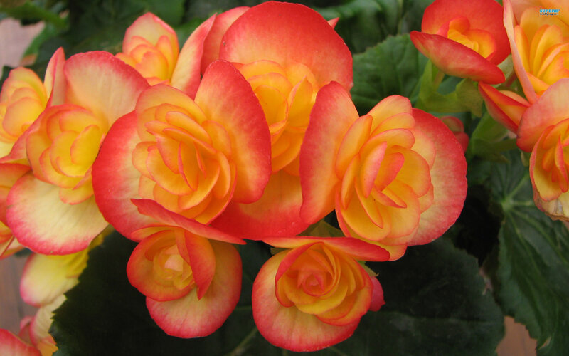 Red and Yellow Begonias — Vibrant