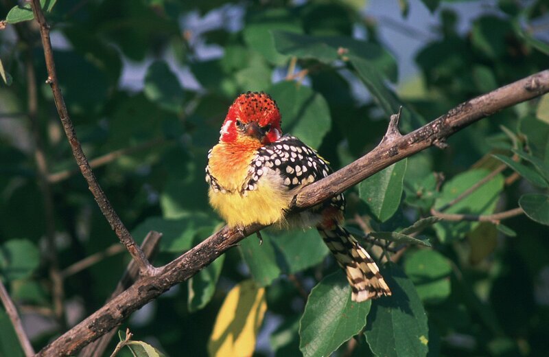 Red-and-yellow Bird — Green