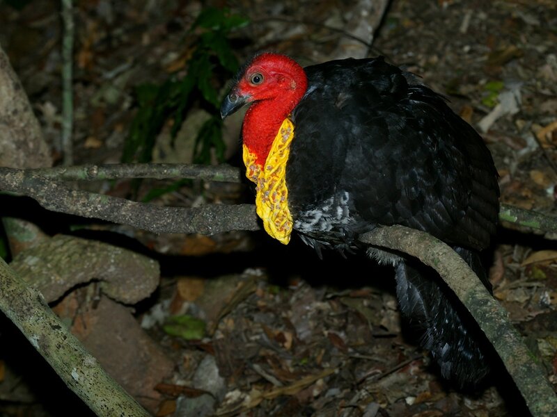 Red and yellow bird on a branch