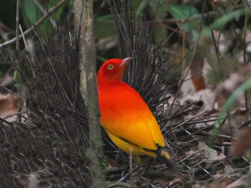 Red and Yellow Bird