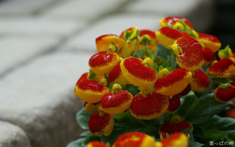 Red and yellow calceolaria flowers