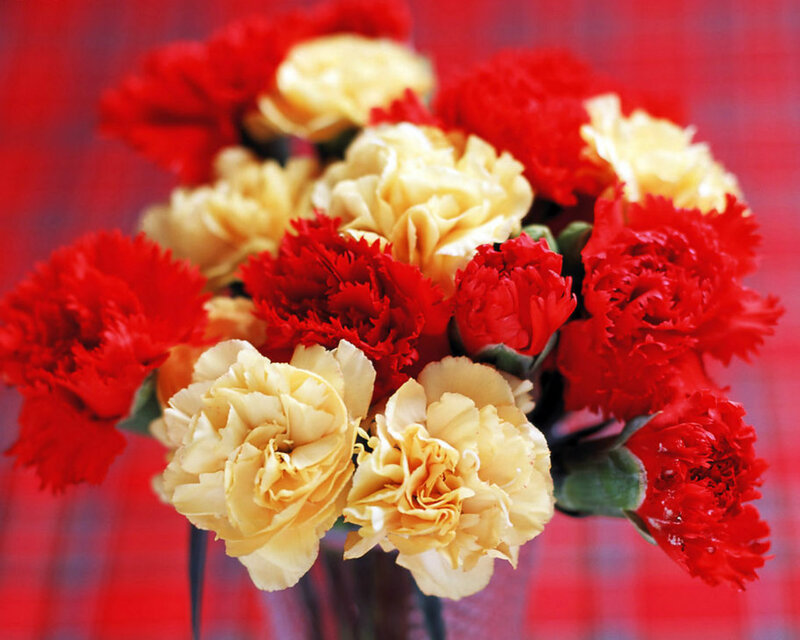 Red and Yellow Carnations