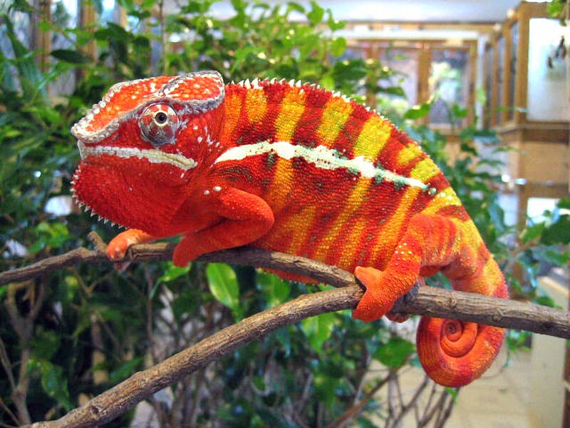 Red and Yellow Chameleon — Calm