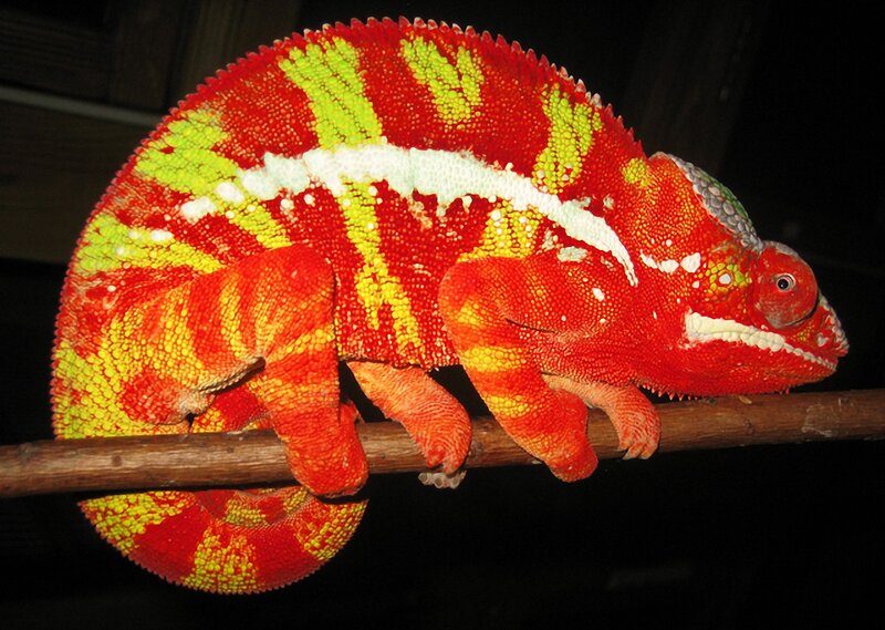 Red and Yellow Chameleon