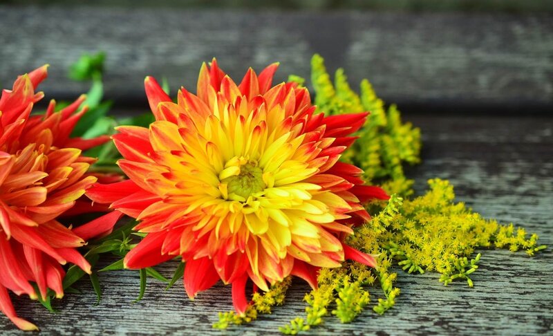 Red and Yellow Chrysanthemum — Calm