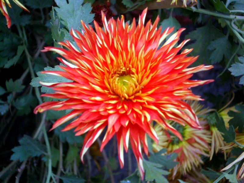 Red and Yellow Chrysanthemum