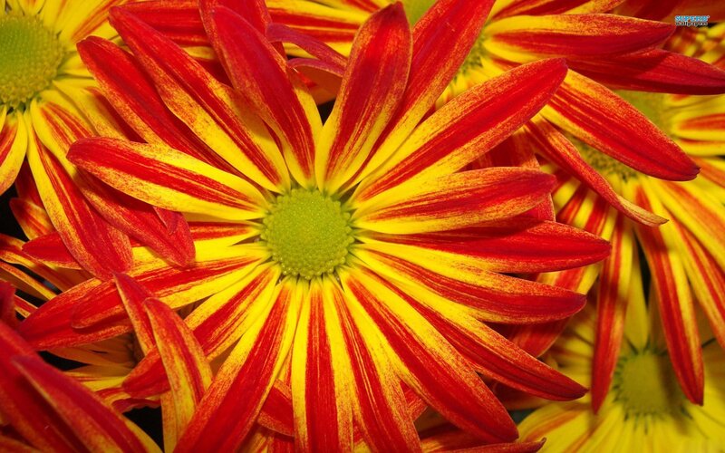 Red and Yellow Chrysanthemum — Vibrant