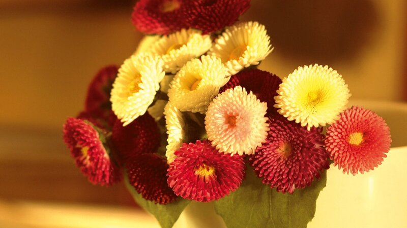 Red and yellow chrysanthemums
