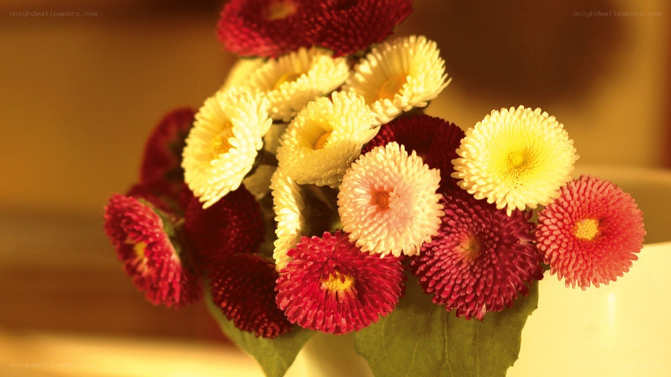 Red and yellow chrysanthemums