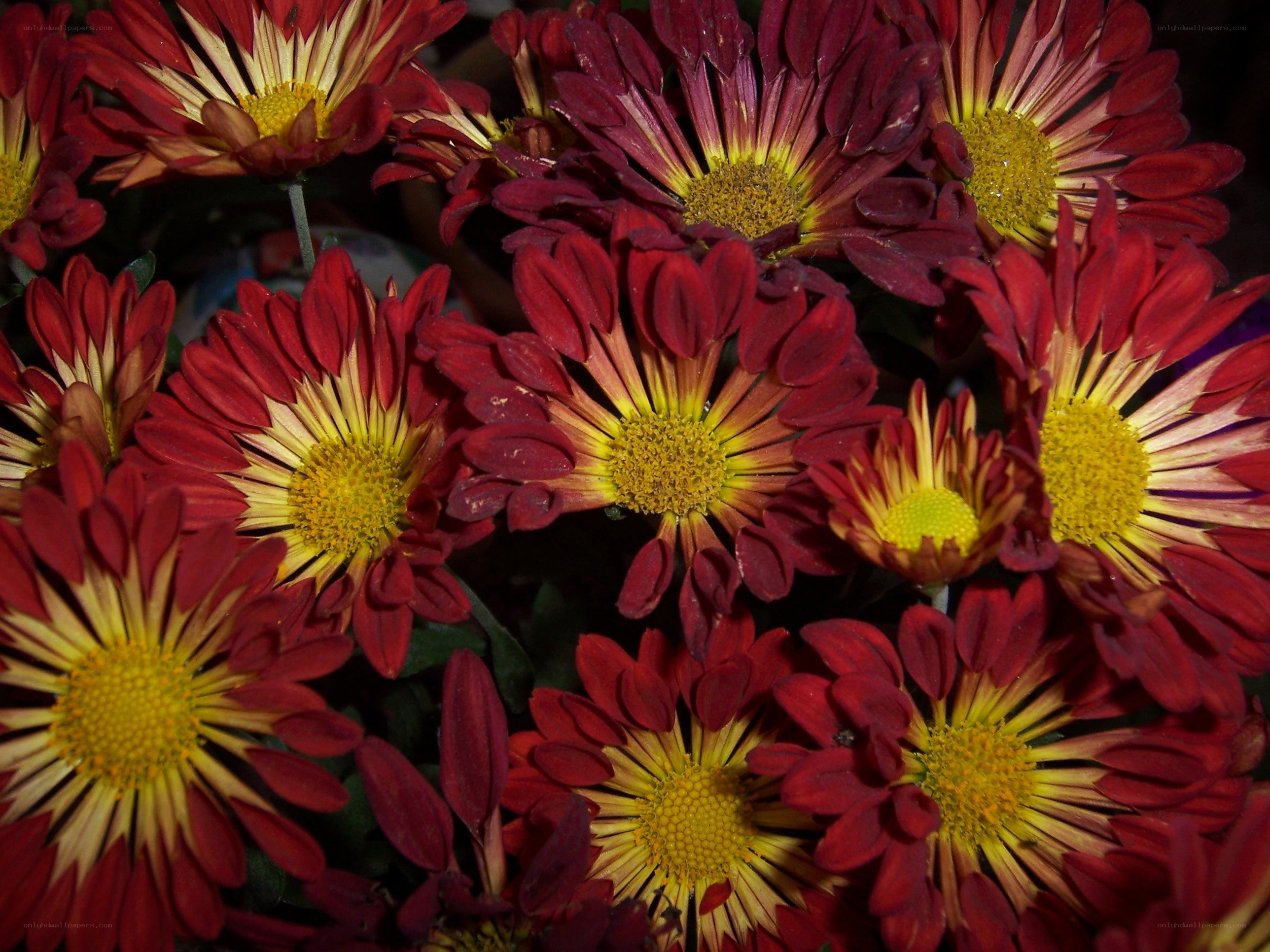 Red and yellow chrysanthemums