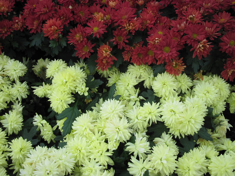 Red and Yellow Chrysanthemums — Calm