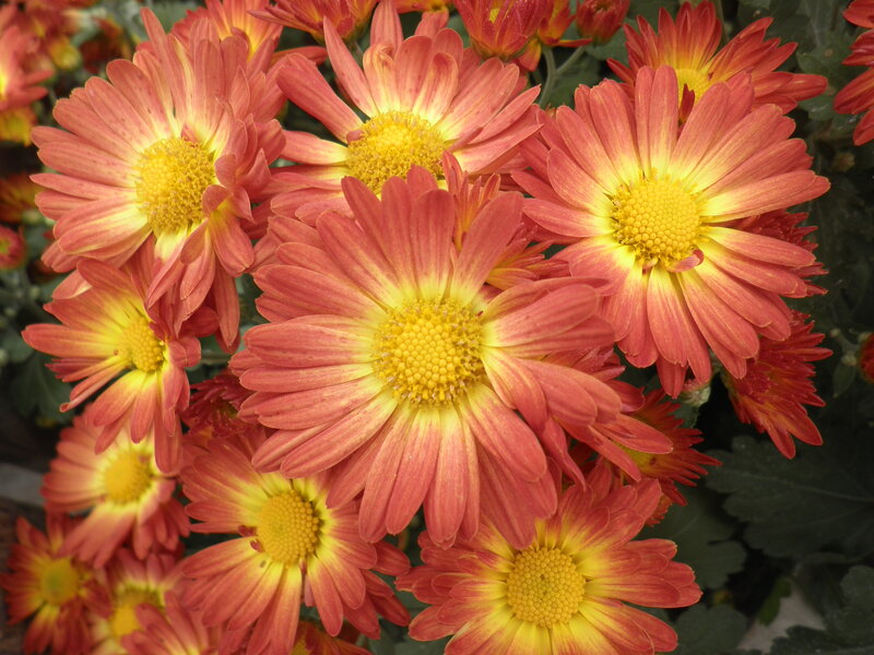 Red and Yellow Chrysanthemums — Vibrant, Autumn