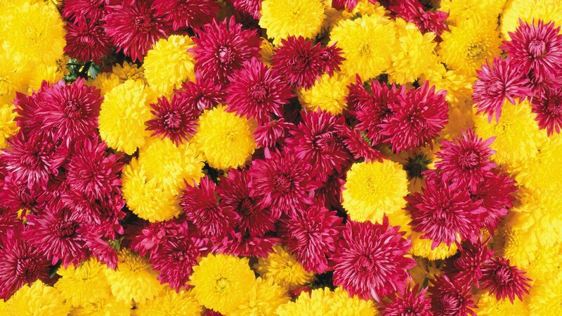 Red and Yellow Chrysanthemums — Vibrant, Photograph, Flowers, Bloom