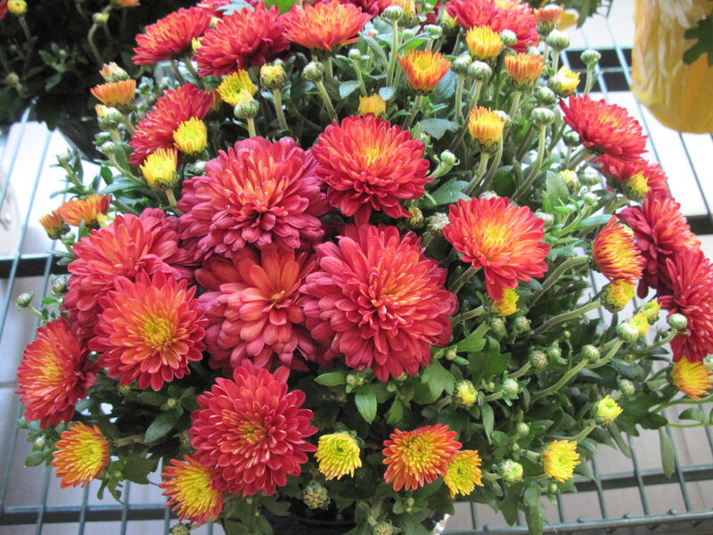 Red and Yellow Chrysanthemums — Vibrant, Photograph, Green Leaves