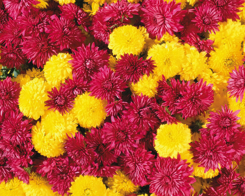 Red and Yellow Chrysanthemums — Vibrant, Photograph
