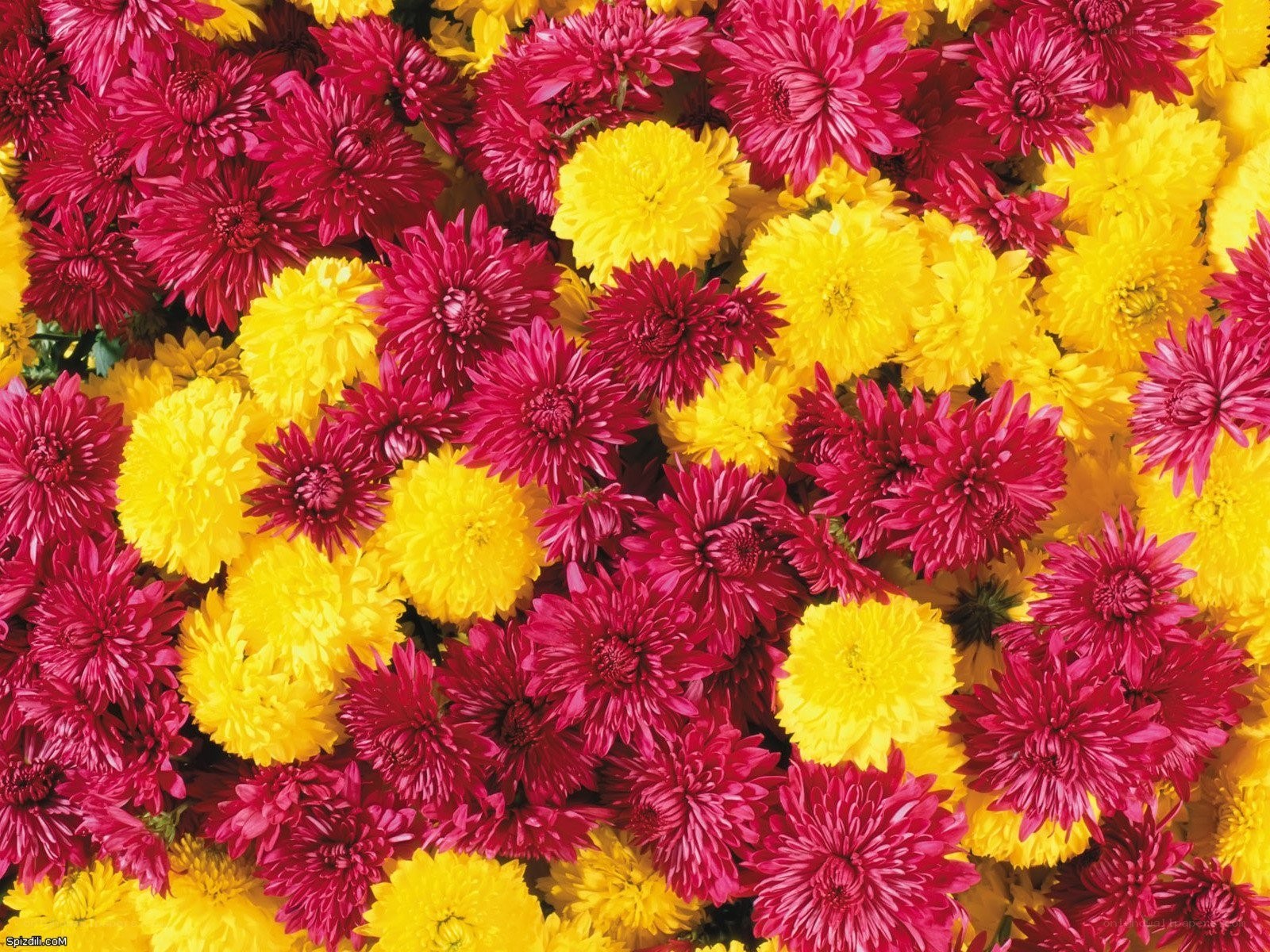 Red and yellow chrysanthemums