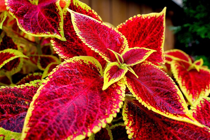 Red and Yellow Coleus Leaves