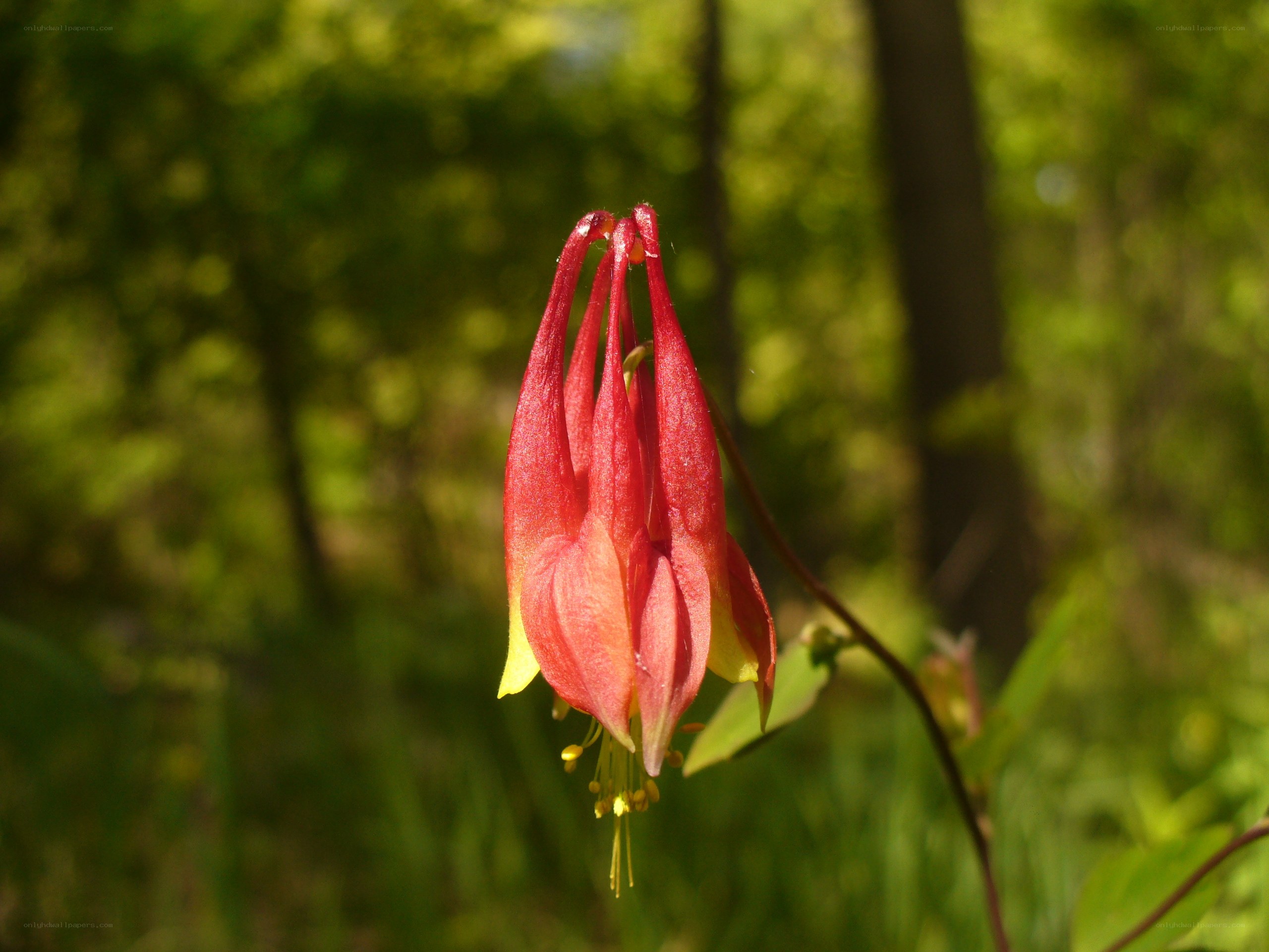 Red and yellow columbine flower