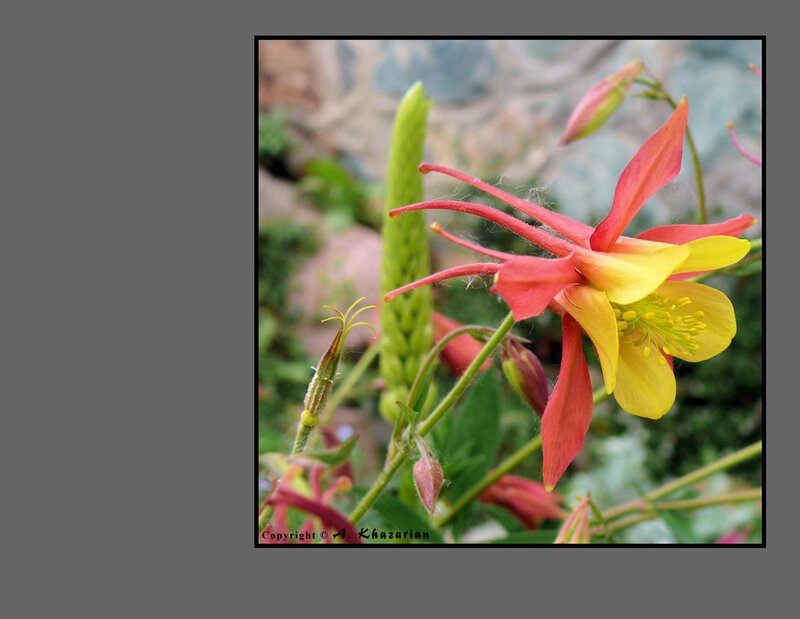 Red and yellow columbine flower