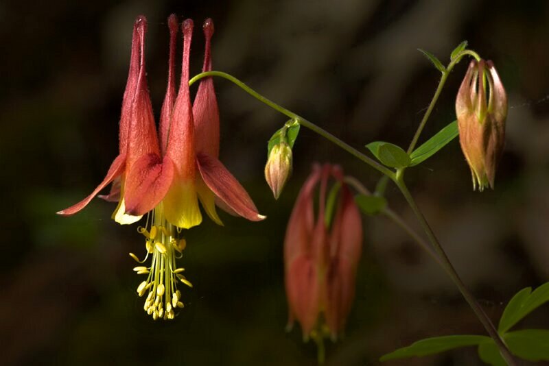 Red and Yellow Columbine Flower — Natural