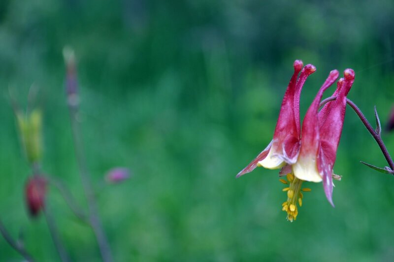 red and yellow columbine flower