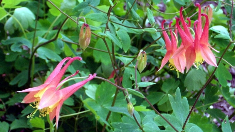 Red and Yellow Columbine Flowers