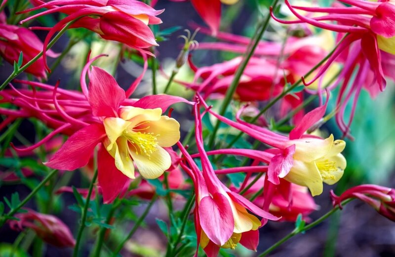 Red and Yellow Columbine Flowers — Vibrant
