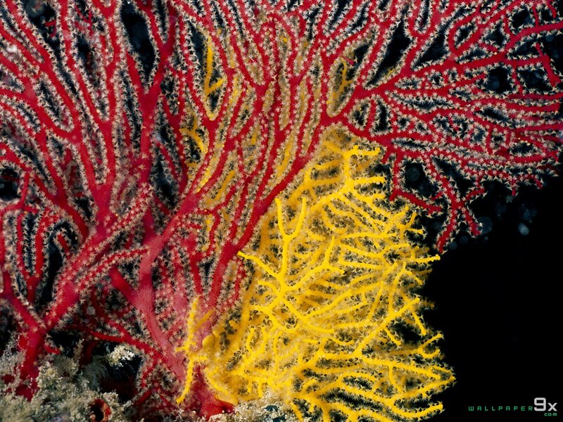 Red and Yellow Coral