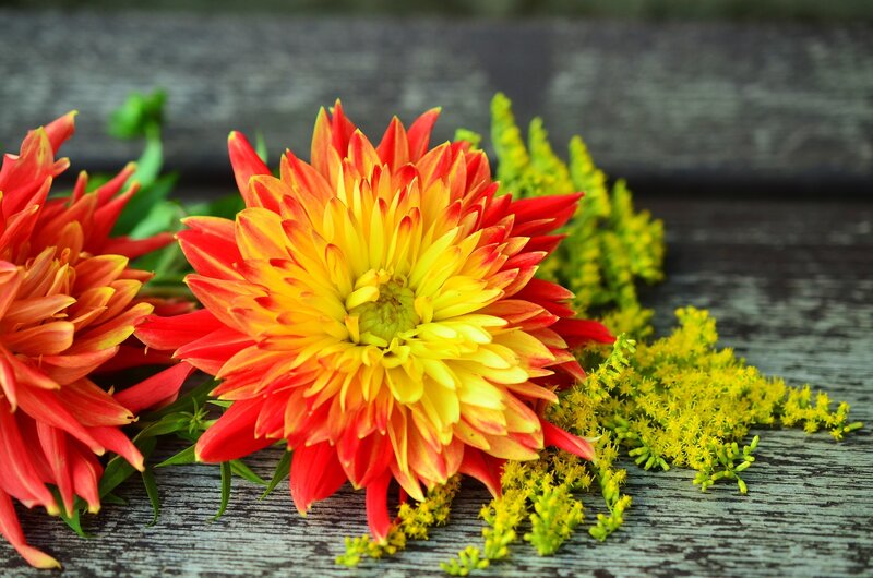 Red and Yellow Dahlia — Calm, Autumn