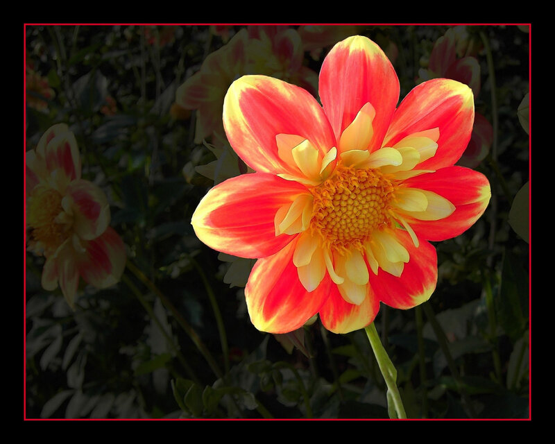Red and Yellow Dahlia — Dramatic, Afternoon