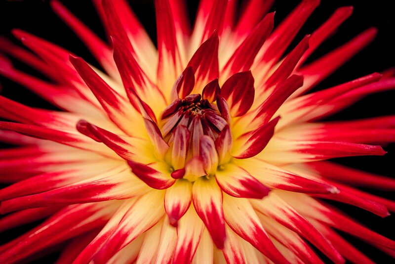 Red and Yellow Dahlia — Dramatic