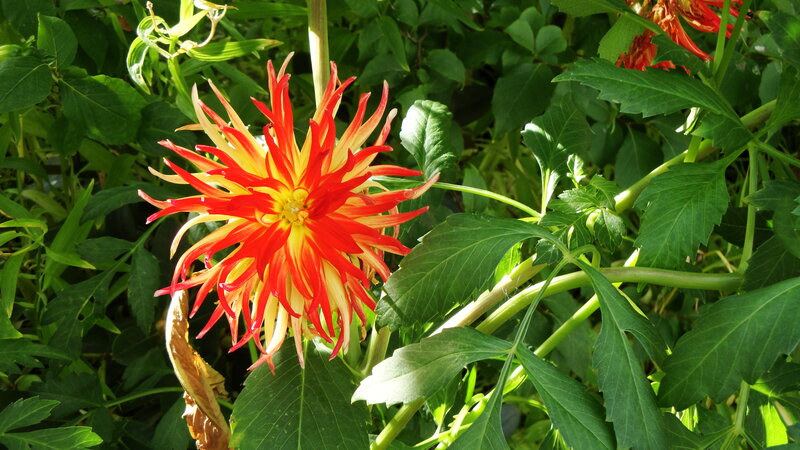 Red and yellow dahlia flower