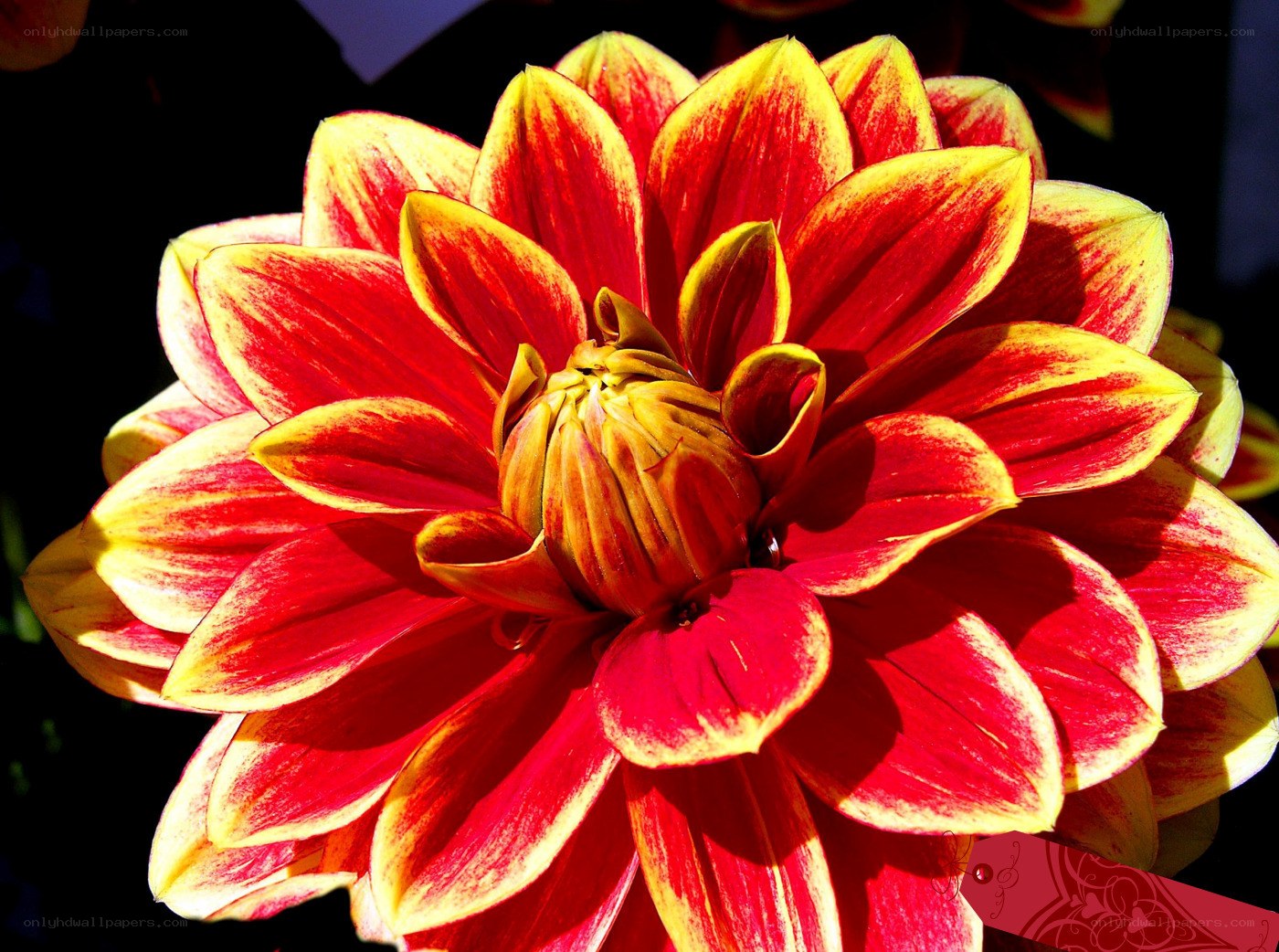 Red and yellow dahlia flower
