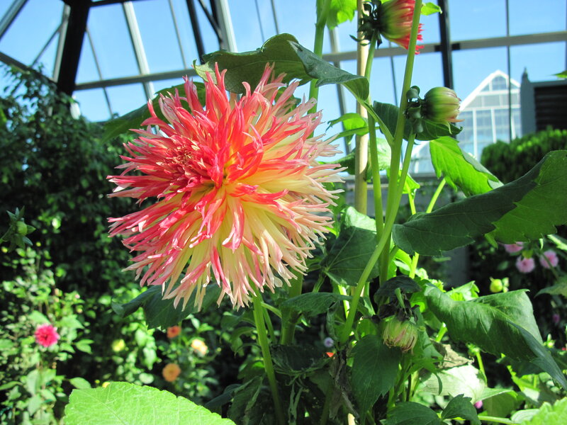 Red and Yellow Dahlia Flower — Bright