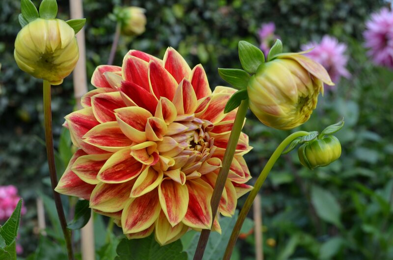 Red and Yellow Dahlia Flower — Calm