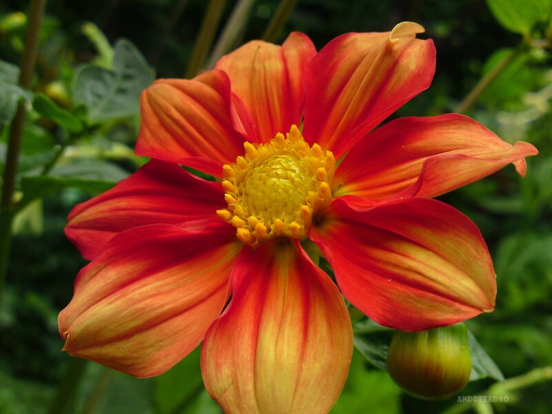 Red and Yellow Dahlia Flower — Natural, Photograph