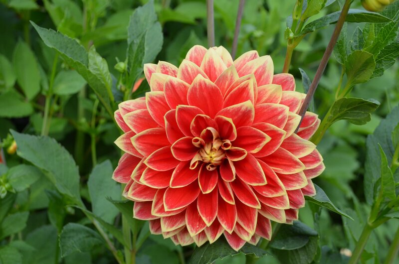 Red and Yellow Dahlia Flower — Natural