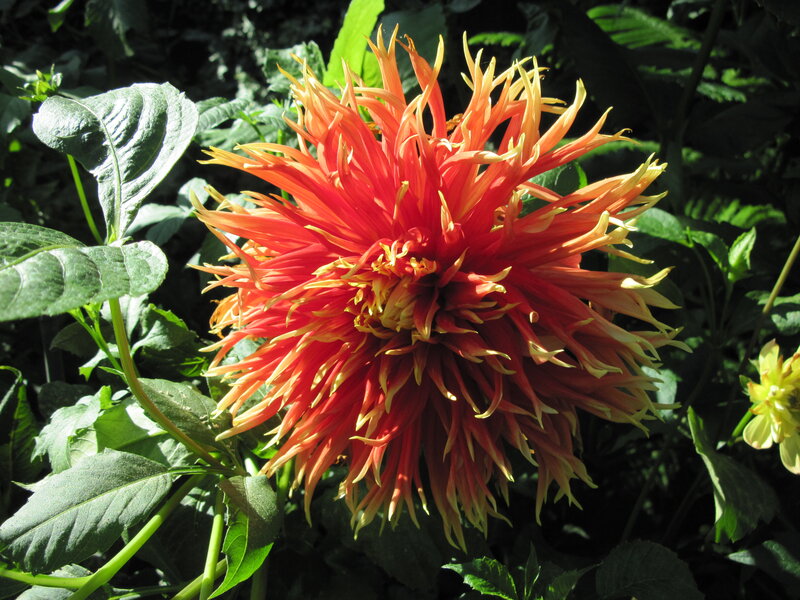 Red and Yellow Dahlia Flower — Vibrant, Afternoon, Photograph