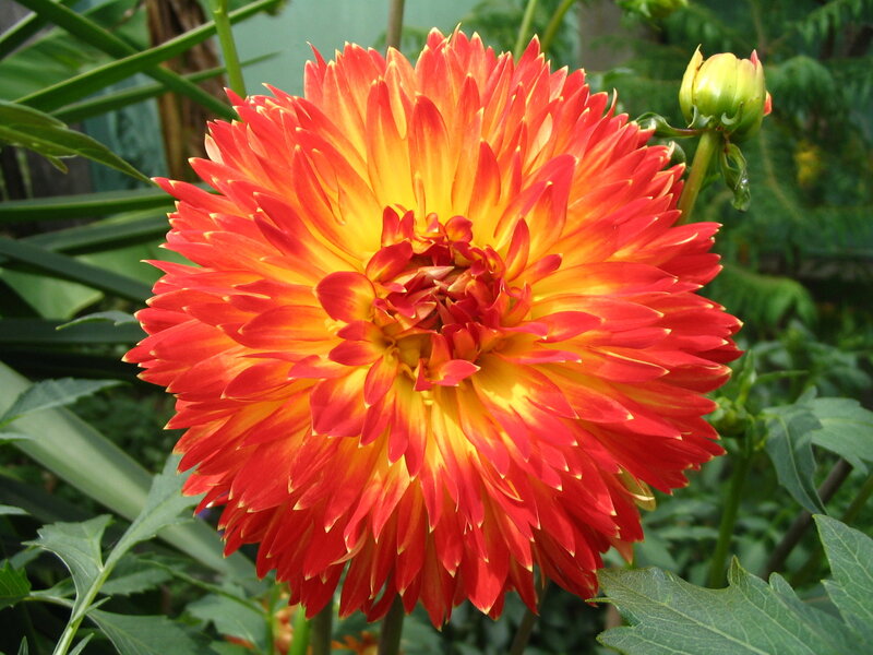 Red and Yellow Dahlia Flower — Vibrant