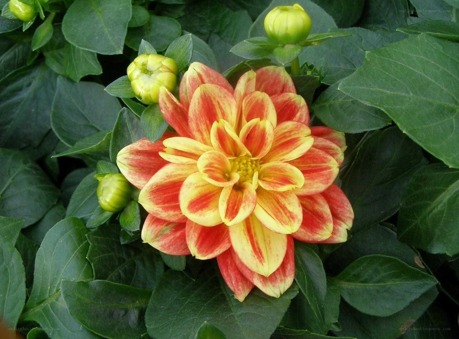 Red and yellow dahlia flower